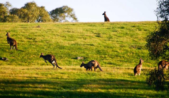 Eastern Grey Kangaroo