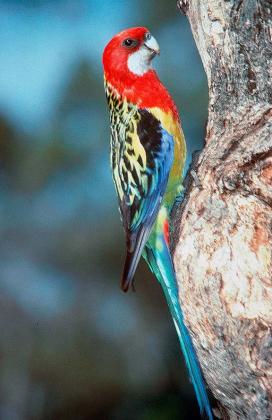 Eastern Rosella