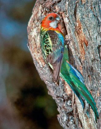 Eastern Rosella