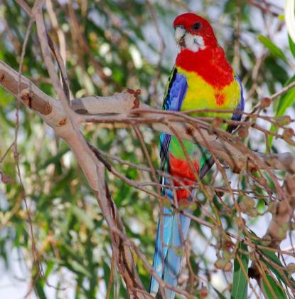 Eastern Rosella