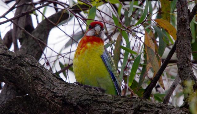 Eastern Rosella