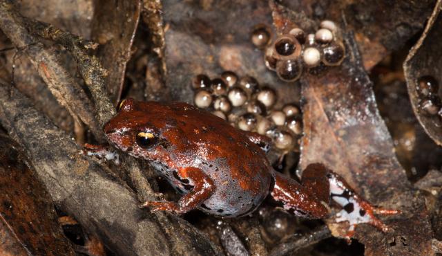 Eastern Smooth Frog