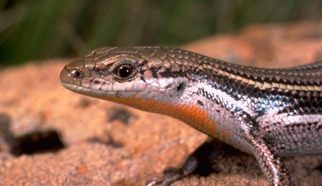 Eastern Three-lined Skink