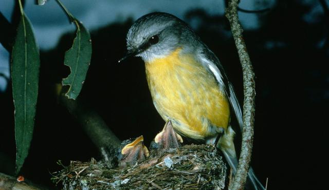 Eastern Yellow Robin