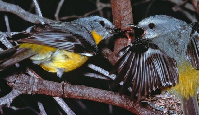 Eastern Yellow Robin