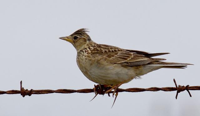 Eurasian Skylark - Eurasian Skylark Eurasian Skylark