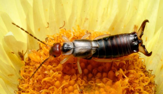 European Earwig