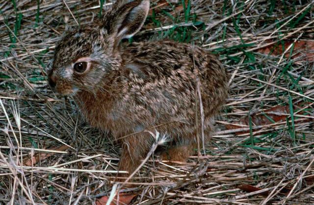 European Hare