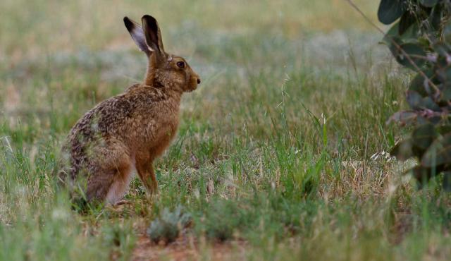 European Hare
