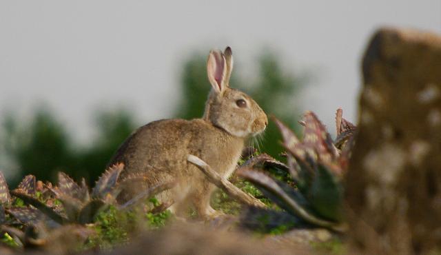 European Rabbit