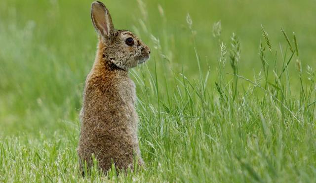 European Rabbit