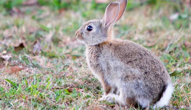 European Rabbit