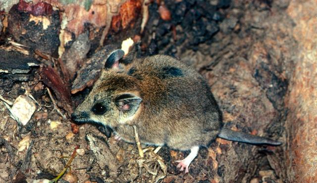 Fat-tailed Dunnart - Peter Robertson Fat-tailed Dunnart