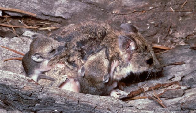 Fat-tailed Dunnart - The State of Victoria, Department of Environment and Primary Industries/McCann Fat-tailed Dunnart