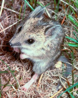 Fat-tailed Dunnart - The State of Victoria, Department of Environment and Primary Industries/McCann Fat-tailed Dunnart