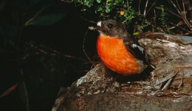 Flame Robin