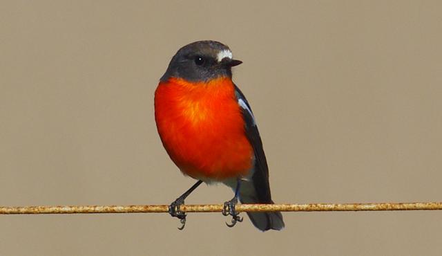 Flame Robin