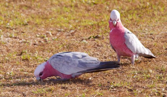 Galah