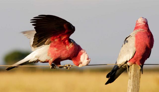 Galah