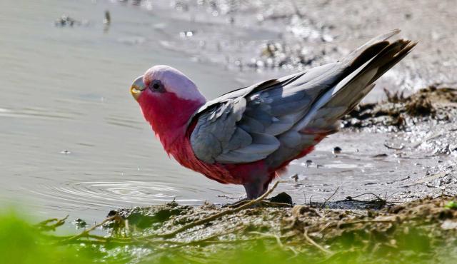 Galah