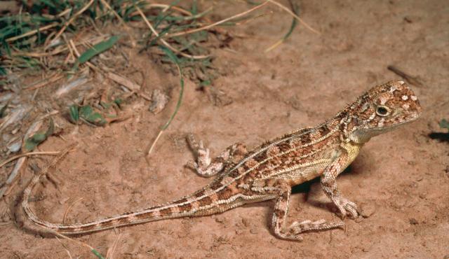 Grassland Earless Dragon