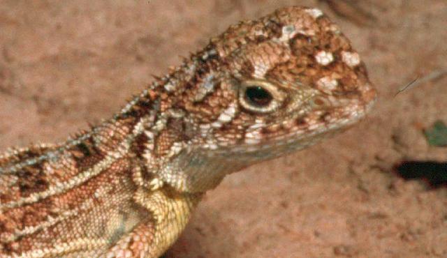 Grassland Earless Dragon