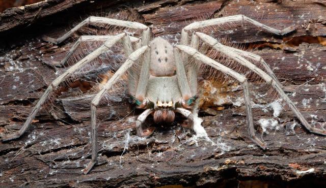 Green-bellied Huntsman