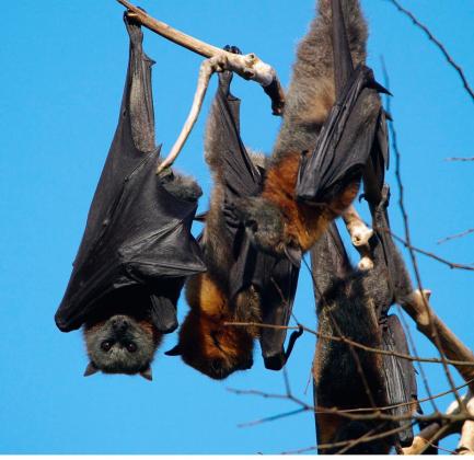 Grey-headed Flying Fox