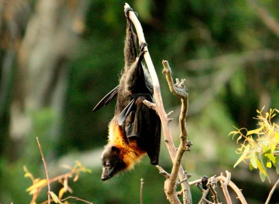 Grey-headed Flying Fox