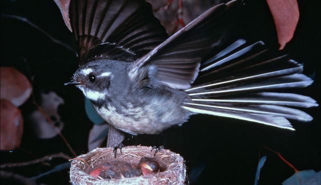 Grey Fantail