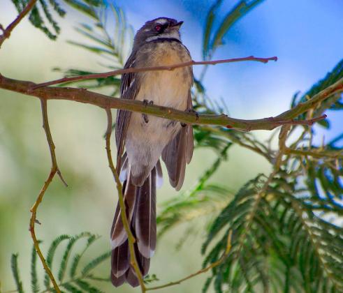 Grey Fantail 