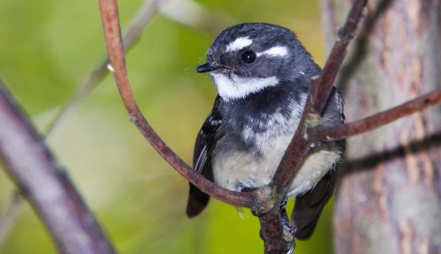 Grey Fantail