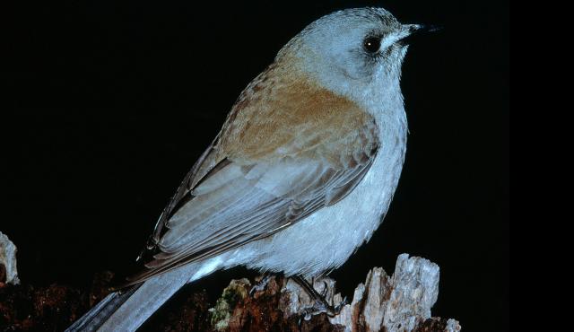 Grey Shrike-thrush