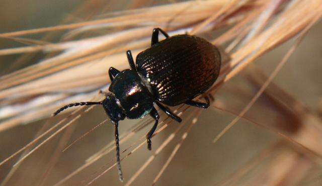 Ground Beetle