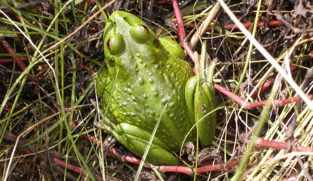 Growling Grass Frog
