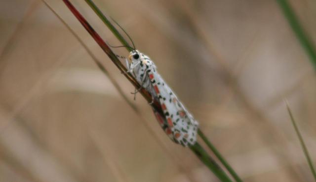 Heliotrope Moth 
