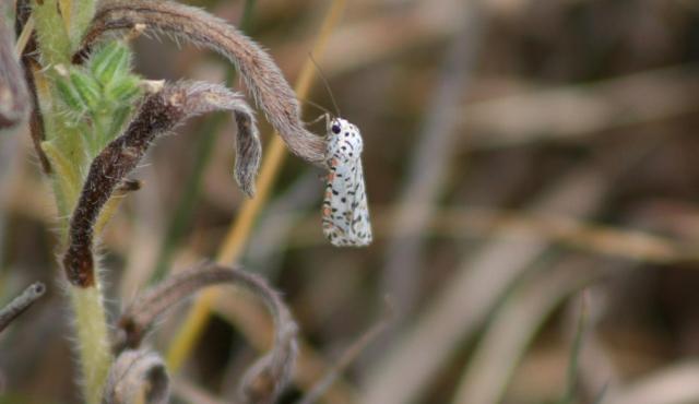 Heliotrope Moth 