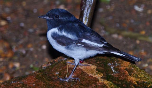 Hooded Robin