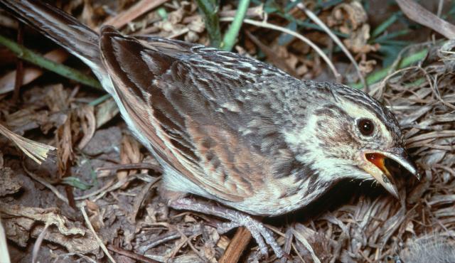 Horsfield's Bushlark