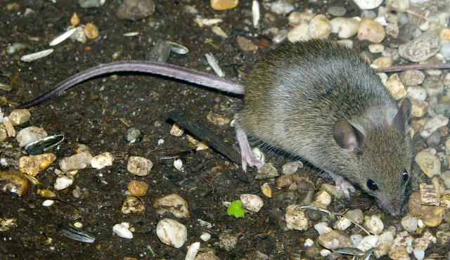 House Mouse