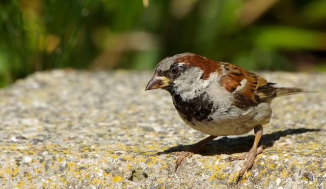 House Sparrow
