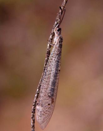 Lacewing