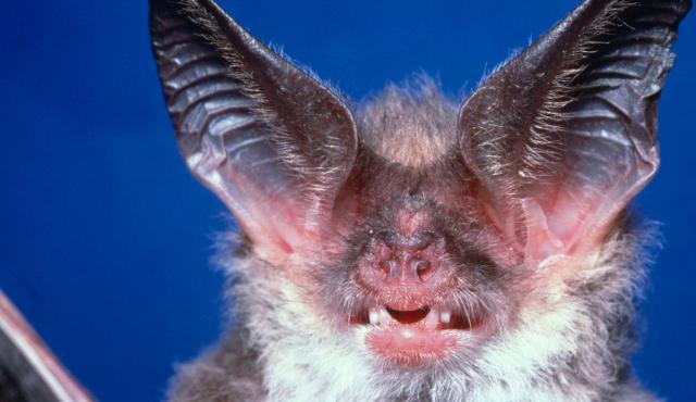 Lesser Long-eared Bat