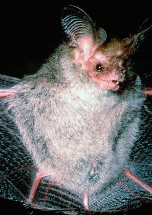 Lesser Long-eared Bat