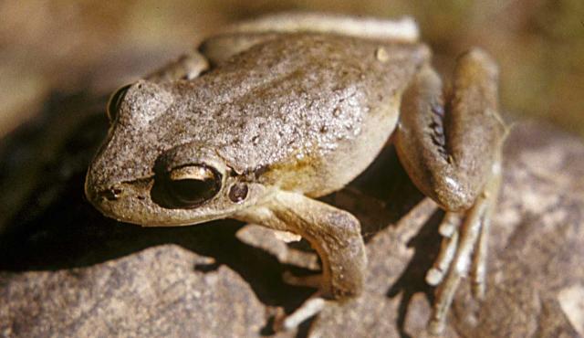Lesueur's Frog