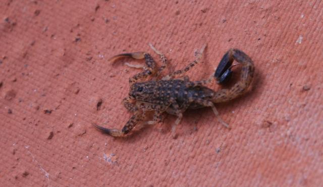 Little Marbled Scorpion