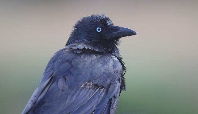 Little Raven