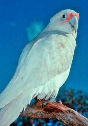 Long-billed Corella