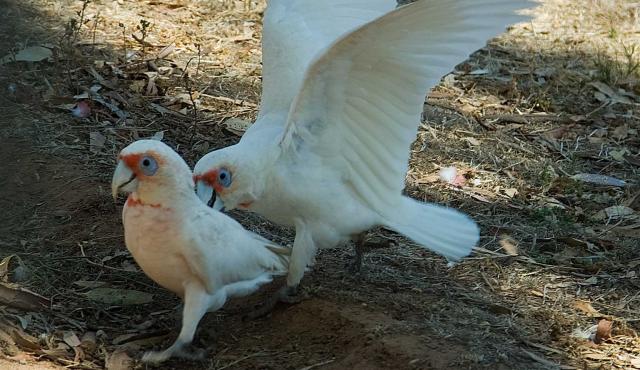 Long-billed Corella