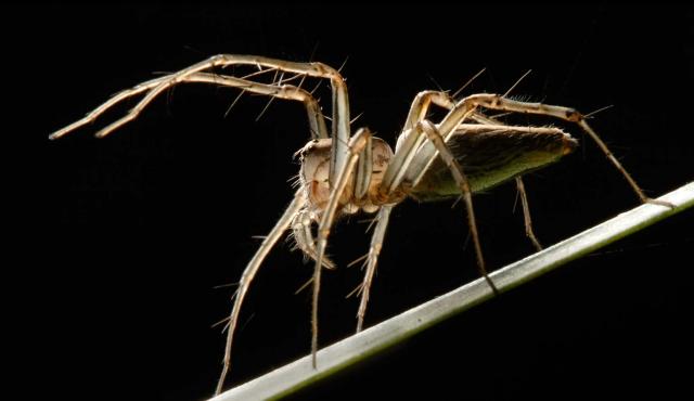 Lynx Spider